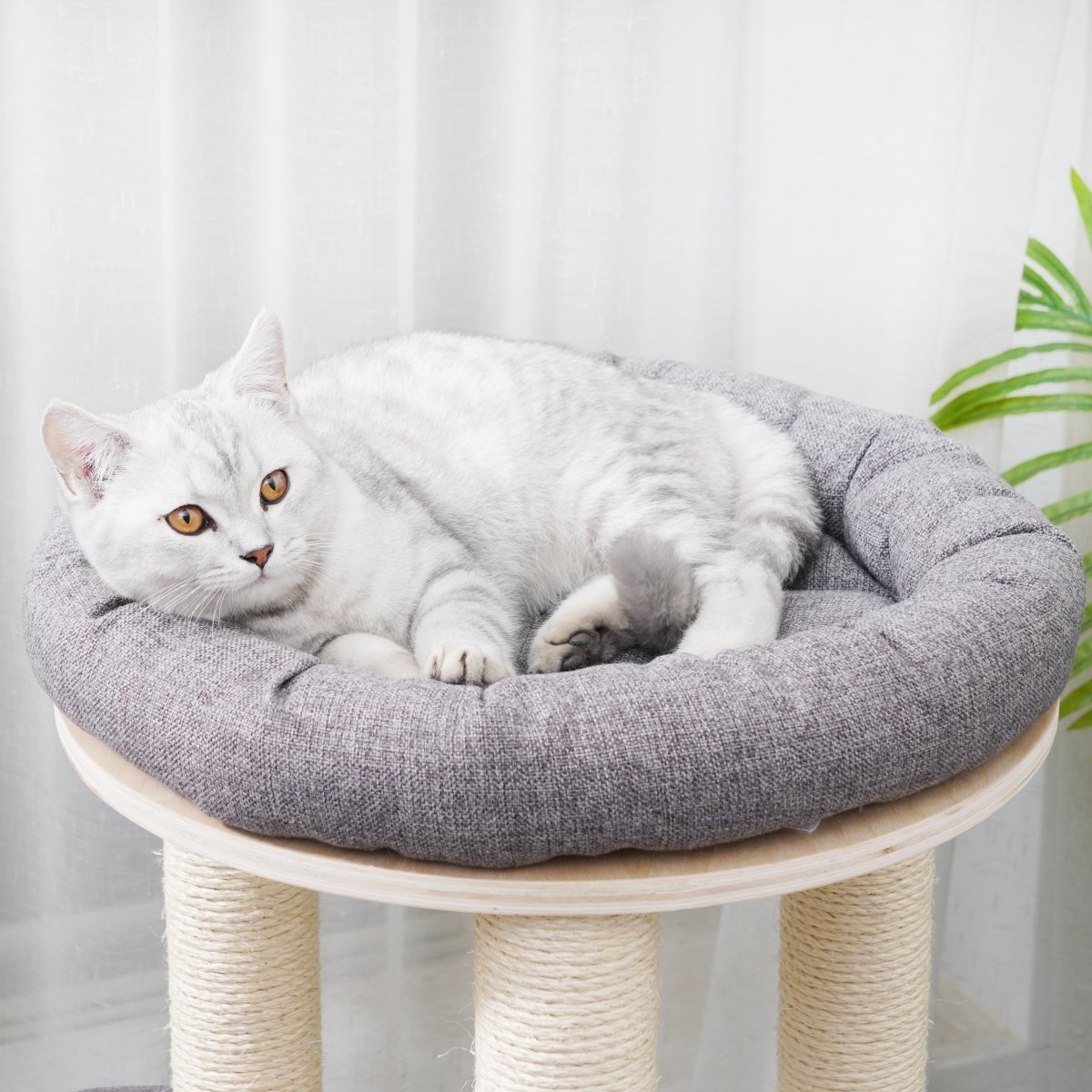 Cleo - Plywood Cat Tree - AGILE