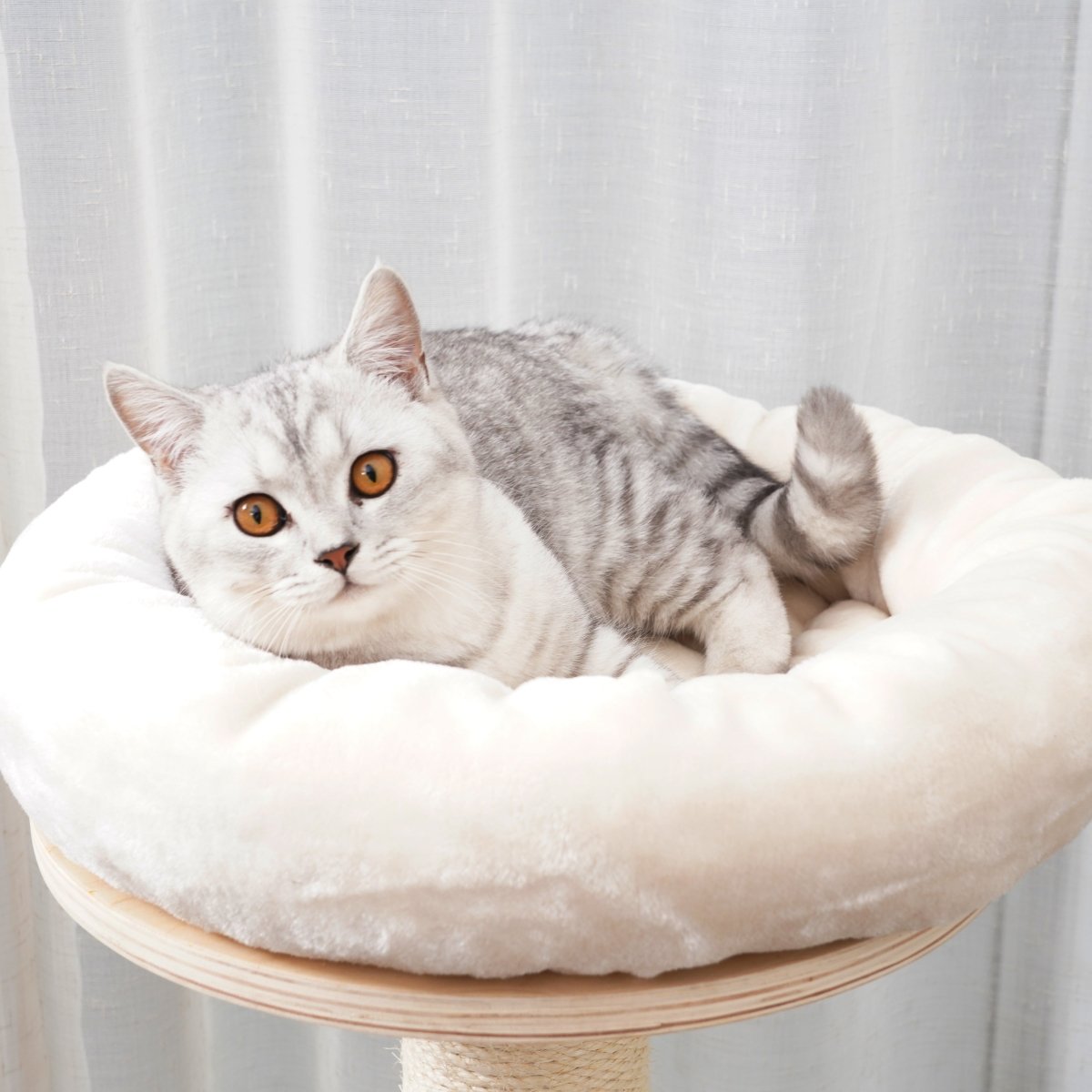Ollie 130 cm - Plywood Cat Tree - AGILE