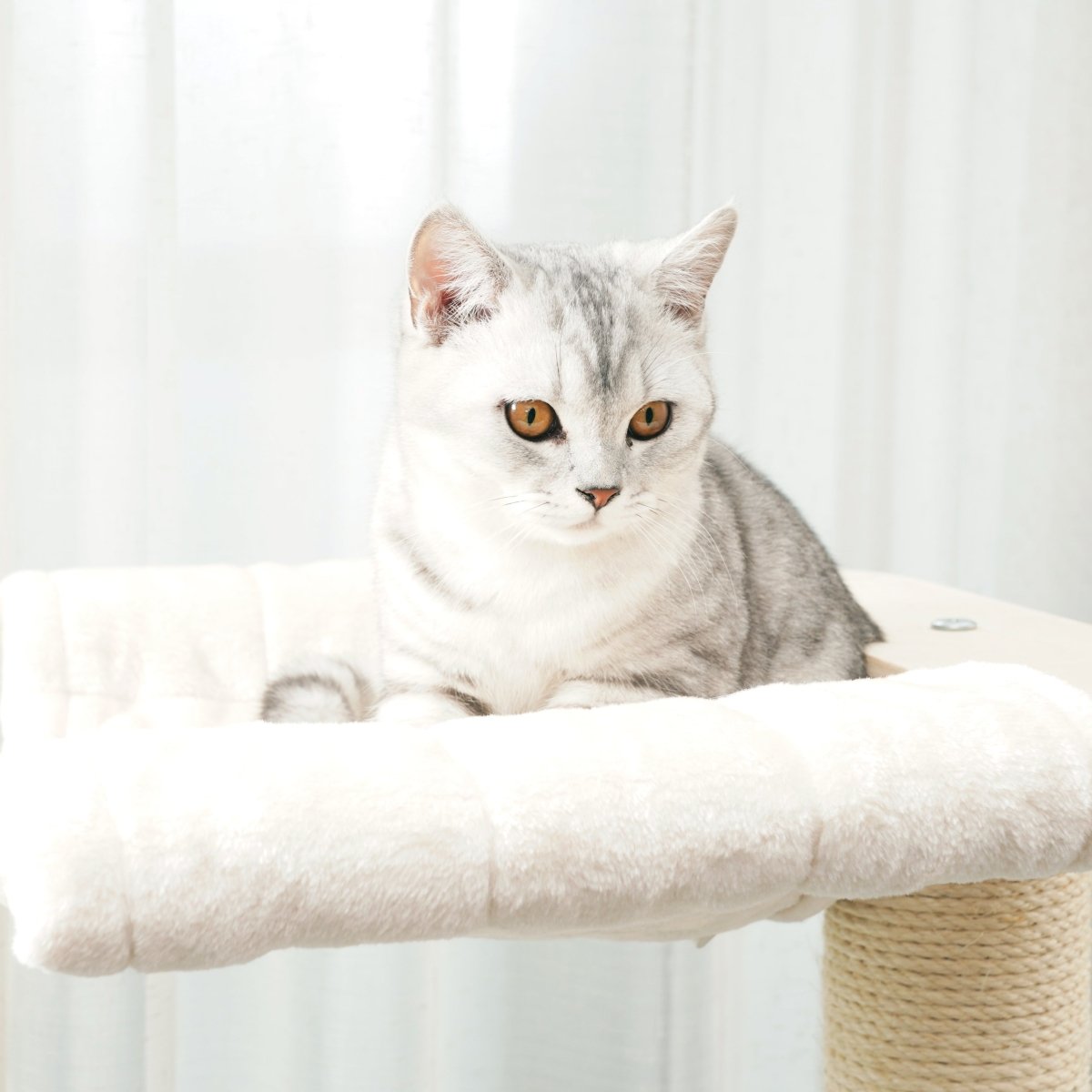 Ollie 145 cm - Plywood Cat Tree - AGILE