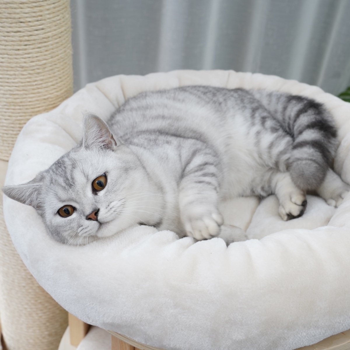Ollie 175 cm - Plywood Cat Tree - AGILE