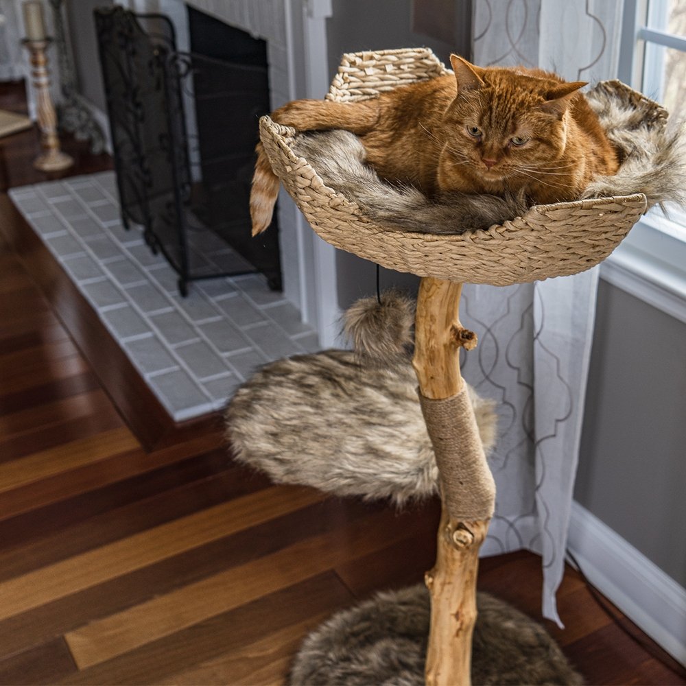 Stella - Real Branch Cat Tree – AGILE